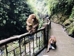 -峨眉山风景名胜区