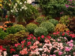 -双季花艺园艺市场(浦东店)