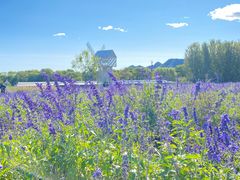 -北京东方普罗旺斯薰衣草庄园