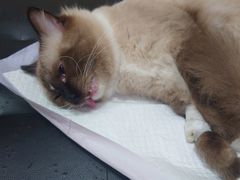 -瑞派天宁宠物医院·猫科·异宠中心