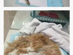 盛京一禾-盛京一禾