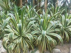 -南山植物园