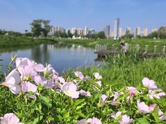 -洋湖国家湿地公园