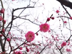 -红梅公园