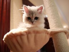 -猫大福·Fortune Cat猫舍(百子湾店)