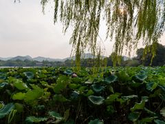-苏堤停车场