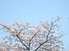 -武汉大学-樱园