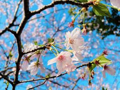 -高东镇樱花园