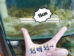 -蓝珊甄选海鲜自助·火锅大排档(近阿那亚店)