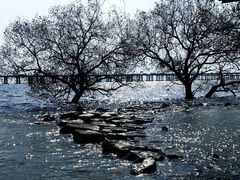 -宝安西湾红树林湿地公园