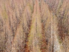 -黄海国家森林公园