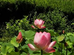 -白塘生态植物园