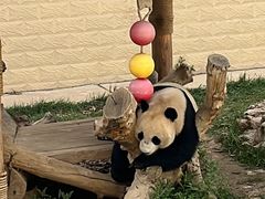 -石家庄市动物园