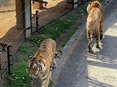 -大连森林动物园