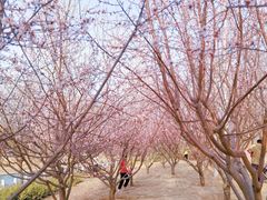 -坝河休闲公园