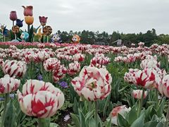 -上海鲜花港