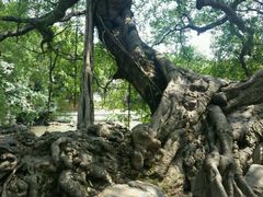 -小洲村