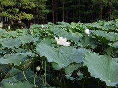 -云龙湖旅游景区