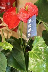 -酉嘉瑜伽YO+YOGA