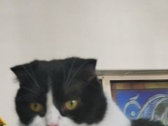 -猫小院猫主题餐厅(南锣旗舰店)