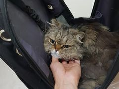 -汪喵宠物医院·骨科心脏影像·犬猫急重症ICU诊疗中心(成华分院)