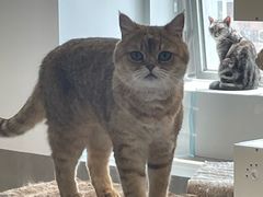 -Cappucimeow猫咪咖啡馆(韦伯时代店)