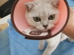 -芭比堂动物医院·犬猫全科·异宠专科(雁塔分院)