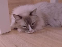 -滚猫咖啡·猫咖·猫友好撸猫(未来城店)