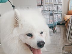 -申普宠物医院·眼科·心内科·影像科(普陀分院)