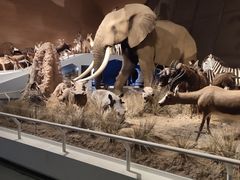 -贝林大翅鲸简餐厅(国家海洋博物馆店)