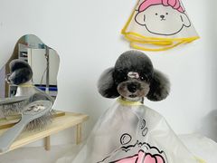 -读宠于你·约克夏比熊·睫角守宫·爬宠售卖(高新店)