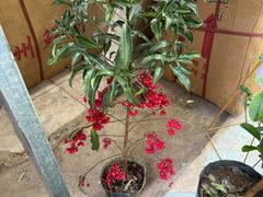 -循礼门鲜花花市(武汉循礼门店)