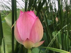 -合肥滨湖国家森林公园