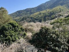 -广州市流溪河国家森林公园