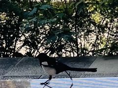 -王府井天主教堂