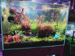 -长宁东道花卉宠物市场