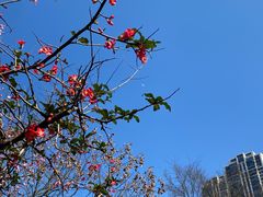 -龙头寺公园