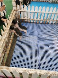 -萌宠亲子动物乐园(槐房万达店)