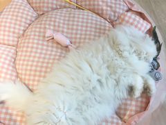 -Pets First伊珊娜洗护·精致美容·家庭式寄养(新会路店)