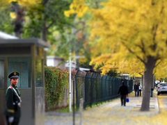 -三里屯东五街银杏大道