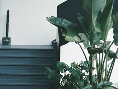-桉树林A coffee 森林餐厅(三圣乡店)