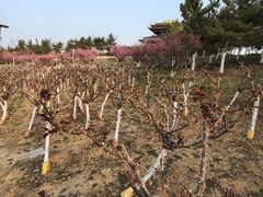 -桃花岛公园