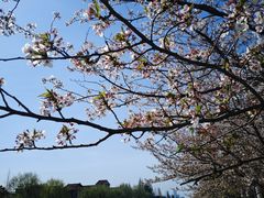 -高东镇樱花园
