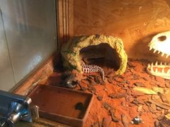 -Rabbit Cafe私房西餐甜点咖啡(栖霞路店)