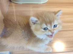 -猫十亿·布偶金渐层·曼基康矮脚猫舍(青年路店)