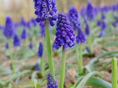 -郑州中国绿化博览园