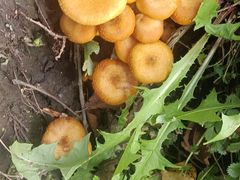 -庆岭迎宾园正宗活鱼馆