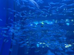 -成都浩海立方海洋公园