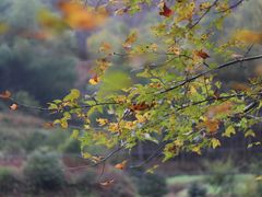 -大盘山温泉山庄