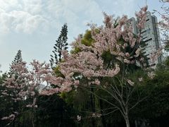 -深圳国际园林花卉博览园